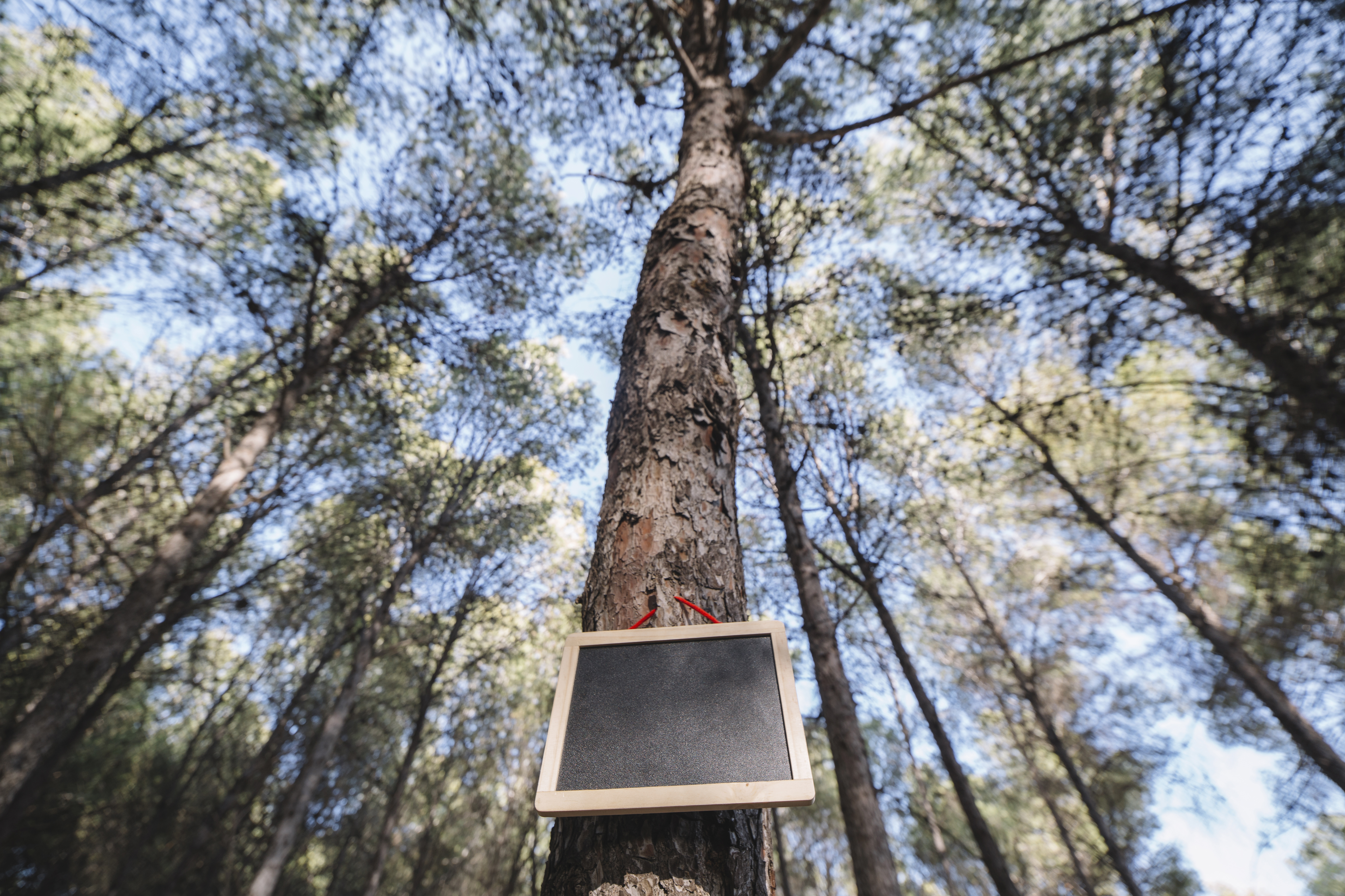 ARBORBETI
