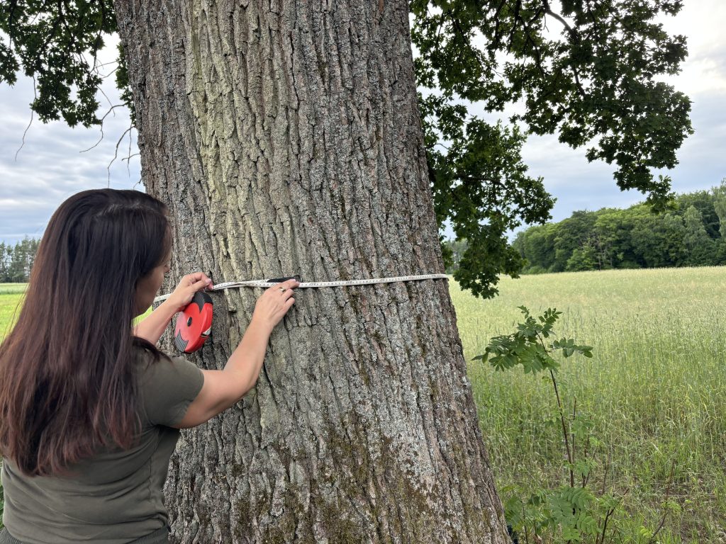 Jeżeli planujesz budowę domu, inwestycję drogową, przebudowę sieci lub zagospodarowanie terenu, prawdopodobnie spotkasz się z pojęciem inwentaryzacji dendrologicznej.
