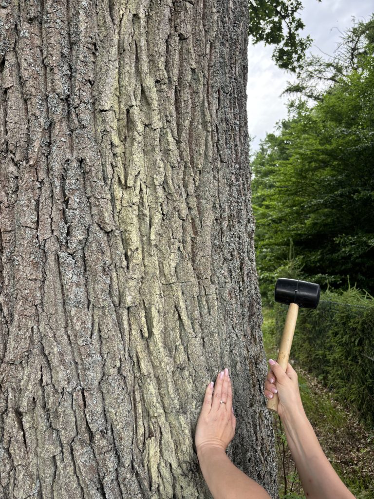 Opinia dendrologiczna to specjalistyczne opracowanie dotyczące stanu drzewa lub grupy drzew.